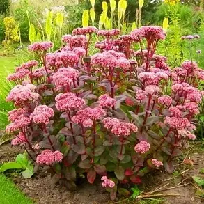 Седум Matrona, фото 2