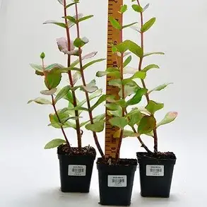 Седум Matrona, фото 3