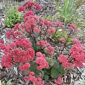 Седум Red Cauli