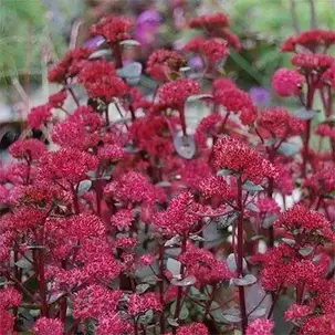 Седум Red Cauli, фото 3