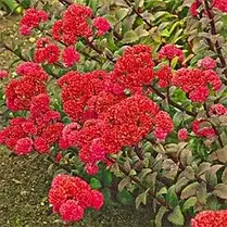 Седум Red Cauli, фото 4