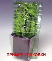 Седум Red Cauli, фото 5