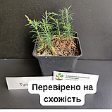 Туя західна насіння 0,25 г (прибл. 150 шт) (Thúja occidentális) смарагд, фото 4