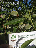 Мигдаль солодкий паперово-шкарлупний насіння (10 шт) горіх, фото 3