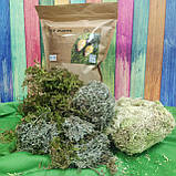 Набір мохів для тераріуму (сфангум.ягель.лісовий мох), фото 3