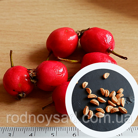 Насіння глоду