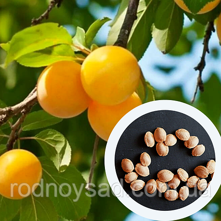 Насіння аличі