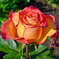 Саженцы чайно-гибридной розы Лина (Rose Lina)