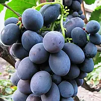 Виноград "Сфінкс" (дуже ранній термін дозрівання)