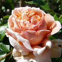 Саджанці чайно-гібридної троянди Аббай де Клуні (Rose Abbayede Cluny)