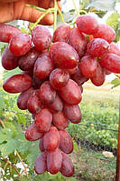 Виноград "Квазар" (суперраній)