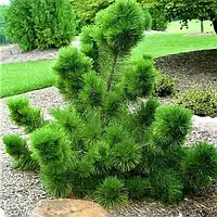 Cосна Тунберга (Pinus thunbergii)