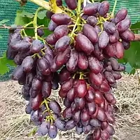 Виноград "Князь Трубецкий"