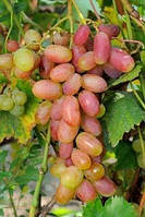 Виноград світло-рожевий "Лялечка" (раннього терміну дозрівання)