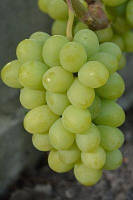 Виноград "Барс" (ранній, солодкий, великий мускат)