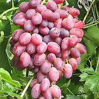 Виноград "Шахін Ірану" (ранній термін дозрівання)