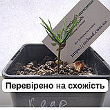 Кедр Сибірський насіння (20 шт) (Pínus sibírica) сосна кедрова, фото 3