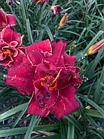 Лілейник садовий Double Firecracker корінь 1 шт. Акція!