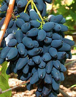 Виноград "Пам'яті Негруля" (середньо-пізній термін)