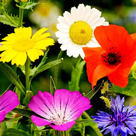 Насіння Квітів та інші декоративні рослини