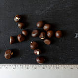 Чекалкін горіх насіння (10 шт) (Xanthoceras) ксантоцерас жовторіг горобинолистий, фото 2