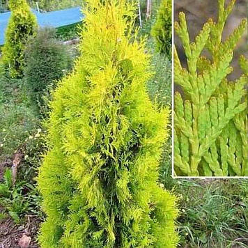 Туя західна Селеші Thuja occidentalis' Szolosi (горшик 0,5л)