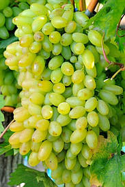 Виноград "Сторіччя" (кишмиш,середньо-ранній термін дозрівання)