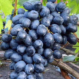 Виноград "Літній Королівський" (кишмиш, ранній термін дозрівання)