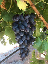 Виноград кишмиш "Європейська гордість"