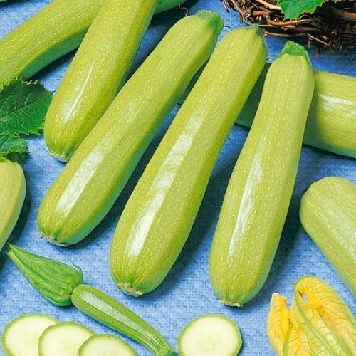Насіння кабачка-цукіні Кавілі F1 (5шт), фото 1