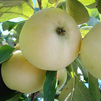 Яблуня "Папування" (річний сорт, ранній термін дозрівання)