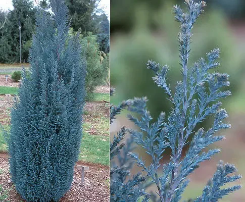 Кипарисовик Лавсона Блю Сюрпрайз (Chamaecyparis lawsoniana Blue Surprise) - фото 1 - id-p2106241810