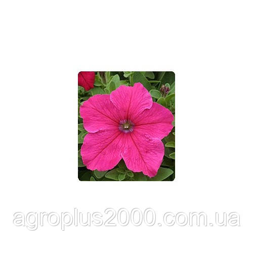Насіння Петунія грандифлора Віртуоз F1 Брайт Роуз Bright Rose 250 драже Kitano Seeds