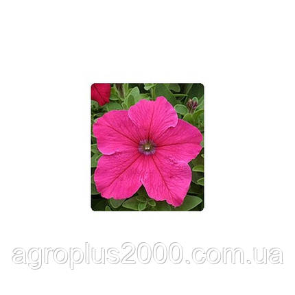 Насіння Петунія F1 Віртуоз Bright Rose 500 драже Kitano Seeds, фото 1
