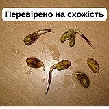 Фісташка справжня насіння (10 шт) (Pistácia véra) горіх морозостійка (-35°C), фото 5