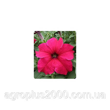 Насіння Петунія грандифлора Віртуоз F1 Яскраво-рожева Deep Rose 1000 драже Kitano Seeds, фото 1