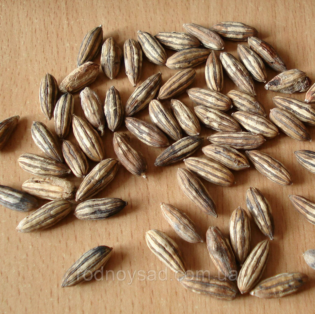 Джида бухарская семена 10 шт финик морозостойкий лох узколистный Elaeágnus angustifólia - фото 2 - id-p670385453