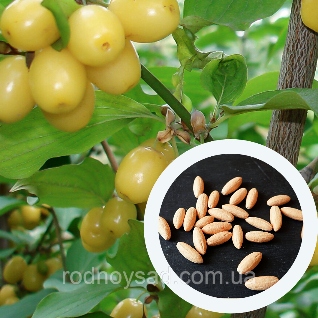 Купить Кизил желтый семена (10 шт) (Cornus mas) европейский дерен в Украине