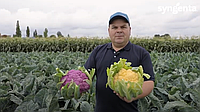 Насіння кавуна Ау Продюсер, 0,5 кг, фірма Hollar