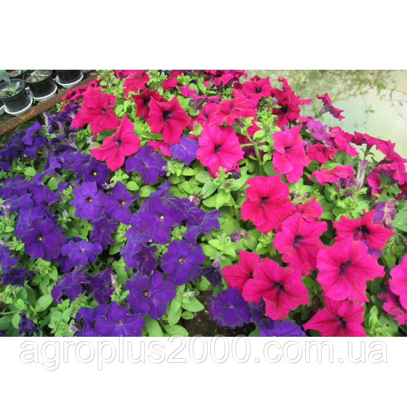 Насіння Петунія F1 Танака Mix 250 драже Kitano Seeds