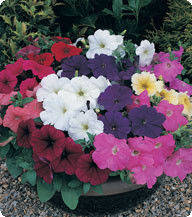 Насіння Петунія F1 Танака Mix 250 драже Kitano Seeds, фото 2