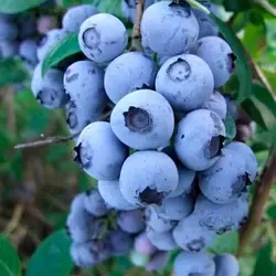 Лохина «Річка» 3-х річна (один з найбільш високоврожайних сортів)