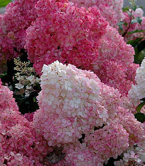 Гортензія волотиста Сандей Фрайз (Sundae Fraise), фото 3