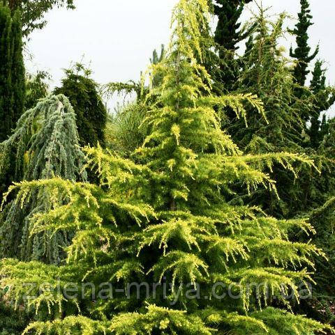 Кедр гімалайський Ауреа Cedrus deodara 'Aurea' 150см., фото 1