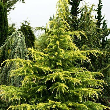 Кедр гімалайський Ауреа Cedrus deodara 'Aurea' 130см.