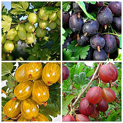 Комплект Агрусу "Золотистий, Інвікта, Чорна Капля, Сварог" складається з 4-х сортів