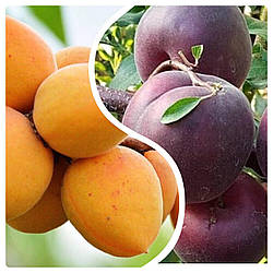 Комплект Абрикосів "Чорний Принц, Ананасовий Цюрупинський"" складається з 2-х саджанців