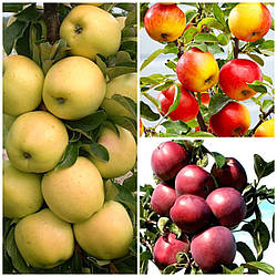 Комплект Яблунь Колоновидних "Медок, Титанія, Еліта" складається з 3-х саджанців