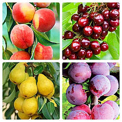 Комплект Колоновидних Дерев  "Золотий Тріумф,Черешня Квін Мері,Груша Медова,Слива Рубін" з 4-х саджанців