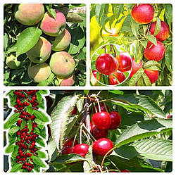 Комплект Колоновидних Дерев "Яблуня Президент,Нектарин Фантазія,Вишня Восторг" складається з 3-х саджанців